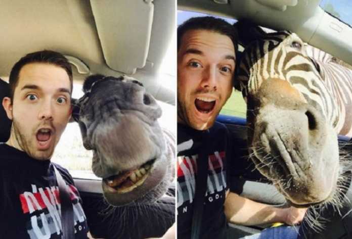 Selfi tushishni qoyillatadigan jonivorlar (Dahshat selfilar!) Selfi tushishni qoyillatadigan jonivorlar (Dahshat selfilar!)