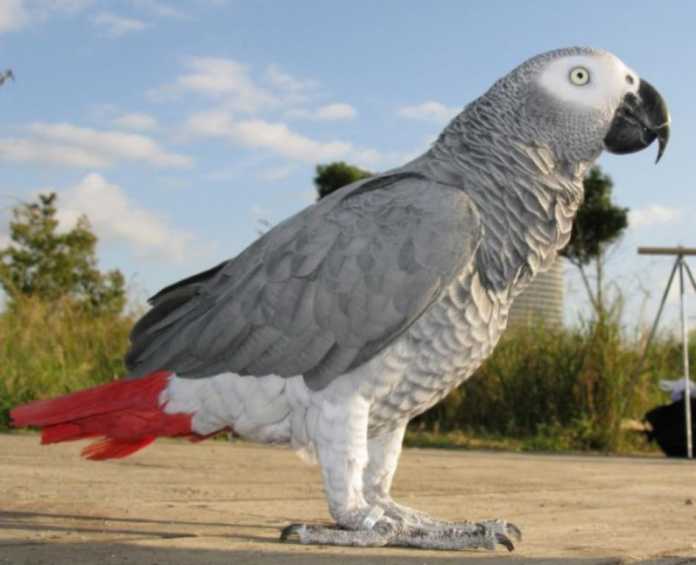 TO'TIQUSh HAQIDA QIZIQARLI FAKTLAR… TO'TIQUSh HAQIDA QIZIQARLI FAKTLAR…