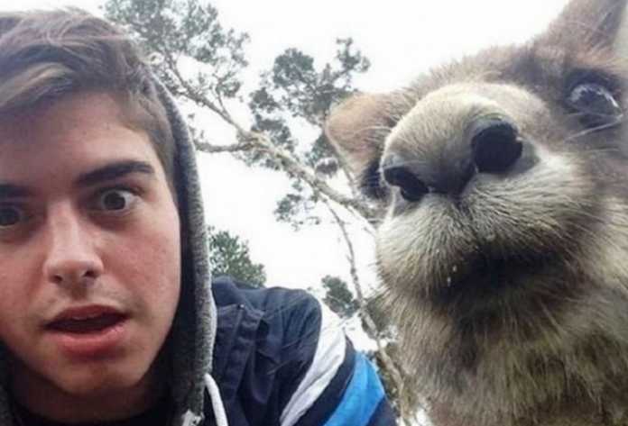 Selfi tushishni qoyillatadigan jonivorlar (Dahshat selfilar!) Selfi tushishni qoyillatadigan jonivorlar (Dahshat selfilar!)