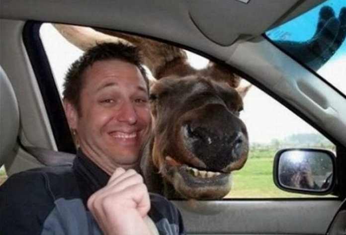 Selfi tushishni qoyillatadigan jonivorlar (Dahshat selfilar!) Selfi tushishni qoyillatadigan jonivorlar (Dahshat selfilar!)