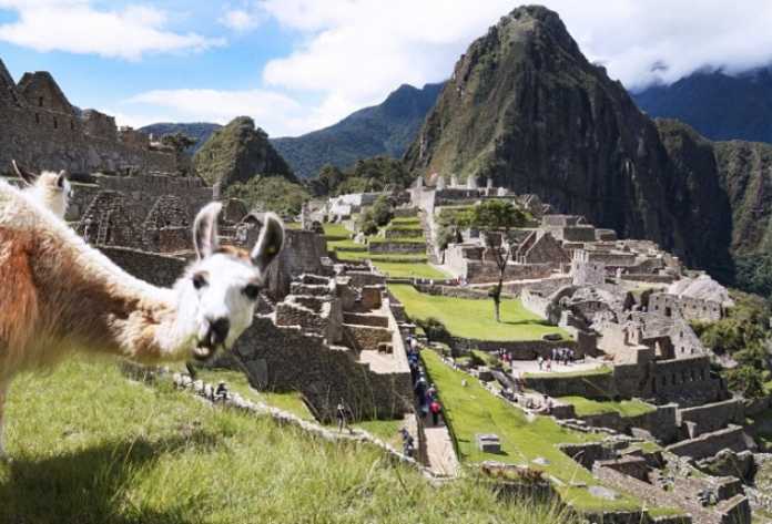 Selfi tushishni qoyillatadigan jonivorlar (Dahshat selfilar!) Selfi tushishni qoyillatadigan jonivorlar (Dahshat selfilar!)