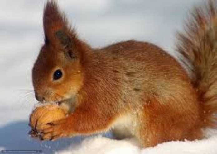 BO'G'MA ILON HAQIDA QIZIQARLI FAKTLAR…