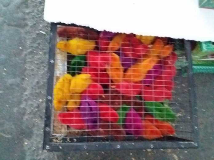 Toshkent bozorlarida qizil, sariq, siyohrang jo'jalar sotuvga chiqdi! (+Foto)