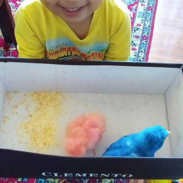 Toshkent bozorlarida qizil, sariq, siyohrang jo'jalar sotuvga chiqdi! (+Foto)