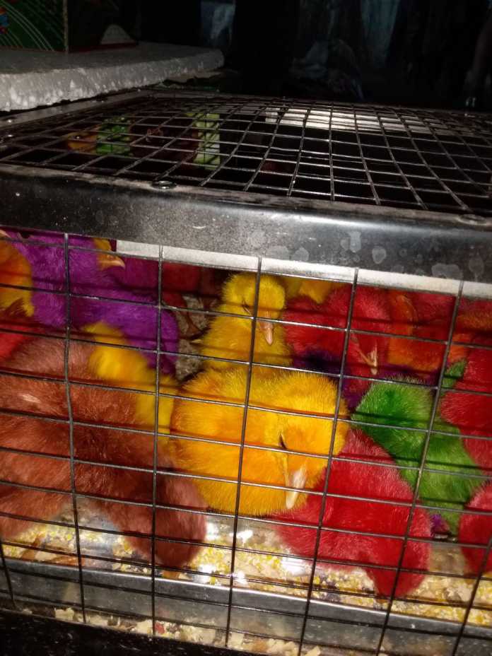 Toshkent bozorlarida qizil, sariq, siyohrang jo'jalar sotuvga chiqdi! (+Foto)