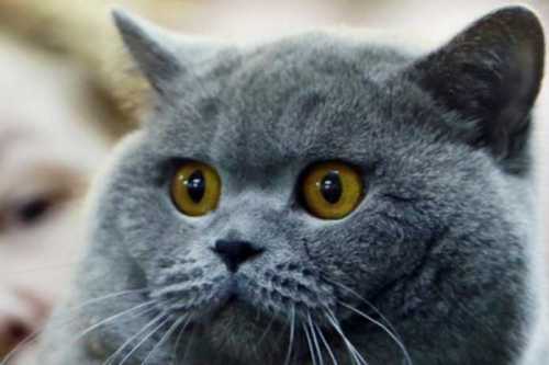 Rossiyalik erkak poxmeldan xalos eta oluvchi mushugini 15 mln rublga sotmoqchi… Rossiyalik erkak poxmeldan xalos eta oluvchi mushugini 15 mln rublga sotmoqchi…