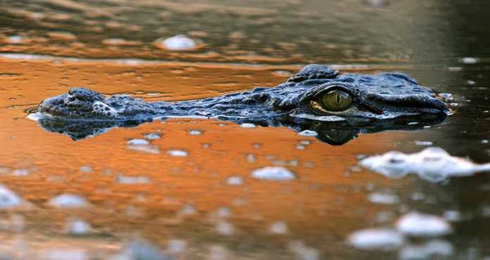 Ummonning yuraksiz “farishta”lari