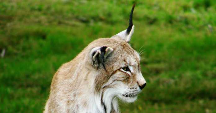 Ummonning yuraksiz “farishta”lari