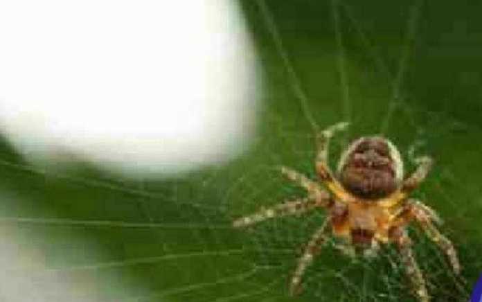 Angliyalik shaxmatchi Jozef Blekbernni ,,Qora o'lim” deb atashgan. Gap shundaki… Angliyalik shaxmatchi Jozef Blekbernni ,,Qora o'lim” deb atashgan. Gap shundaki…