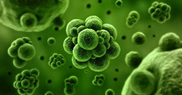 84 yoshli birinchi sinf o'quvchisi