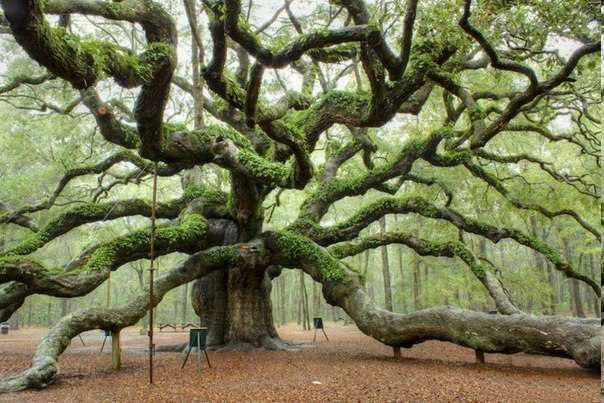 Dunyodagi hozir ham sotuvda bo'lgan orollarning 40% ga yaqini bizdagi uylardan 3 barobar arzon