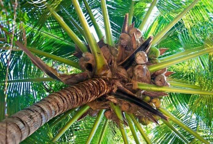 AQSh da askarlar mashqlarda o'zini otib o'ldiradimi? AQSh da askarlar mashqlarda o'zini otib o'ldiradimi?