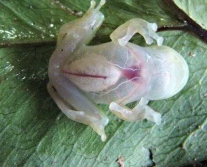 Soatlarning reklamalarida nega doim 10:10 ko'rsatiladi?