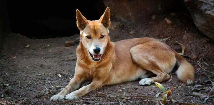 Dunyodagi hozir ham sotuvda bo'lgan orollarning 40% ga yaqini bizdagi uylardan 3 barobar arzon