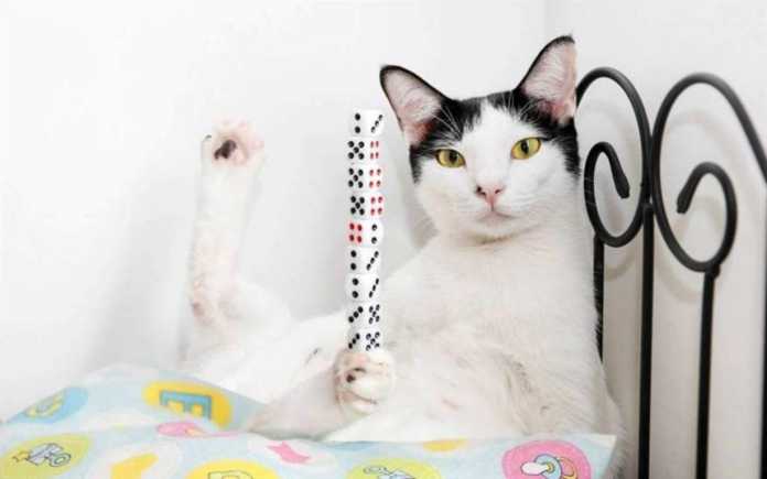 2019 YILGI GINNES REKORLAR KITOBIDAN…