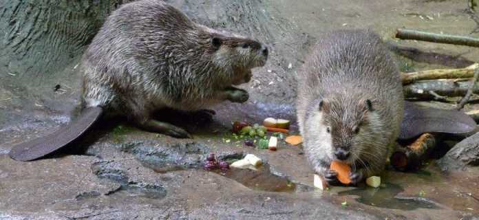 Anor sharbatini muntazam ravishda iste'mol qilish yurak kasalliklarining oldini oladi Anor sharbatini muntazam ravishda iste'mol qilish yurak kasalliklarining oldini oladi