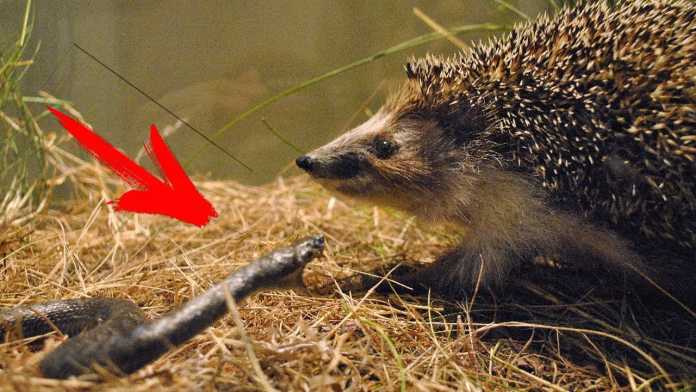 Anor sharbatini muntazam ravishda iste'mol qilish yurak kasalliklarining oldini oladi Anor sharbatini muntazam ravishda iste'mol qilish yurak kasalliklarining oldini oladi