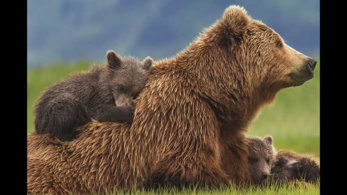 Dunyodagi hozir ham sotuvda bo'lgan orollarning 40% ga yaqini bizdagi uylardan 3 barobar arzon