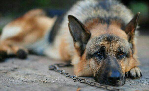 Dunyodagi hozir ham sotuvda bo'lgan orollarning 40% ga yaqini bizdagi uylardan 3 barobar arzon