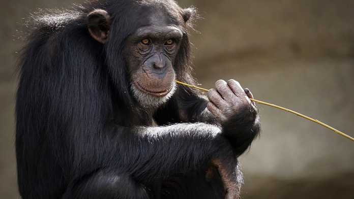 2 yoshli odam bolasining imo-ishoralari shimpanzeniki bilan bir xil ekan!