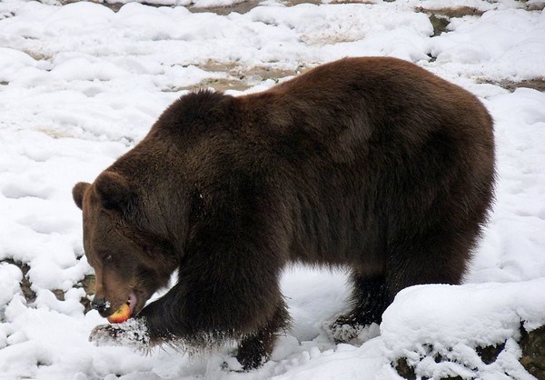 Ayiqlar ham tez yugura oladimi? Ayiqlar ham tez yugura oladimi?