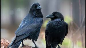 O'z bolalari, eri va naqd 42 ta xushtorini o'ldirgan ayol O'z bolalari, eri va naqd 42 ta xushtorini o'ldirgan ayol