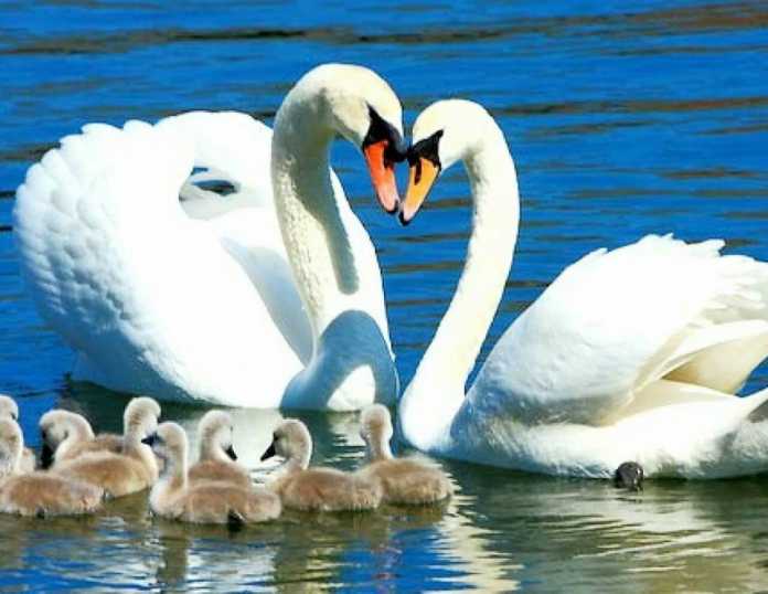 Ishtaha ochuvchi mahsulotlar