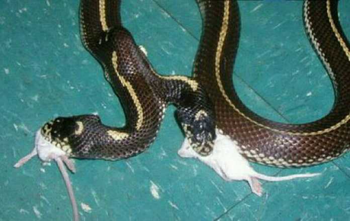 Dunyodagi hozir ham sotuvda bo'lgan orollarning 40% ga yaqini bizdagi uylardan 3 barobar arzon