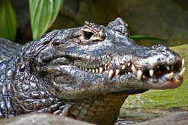 Shafqatsiz va beraxm hukmdor Shafqatsiz va beraxm hukmdor