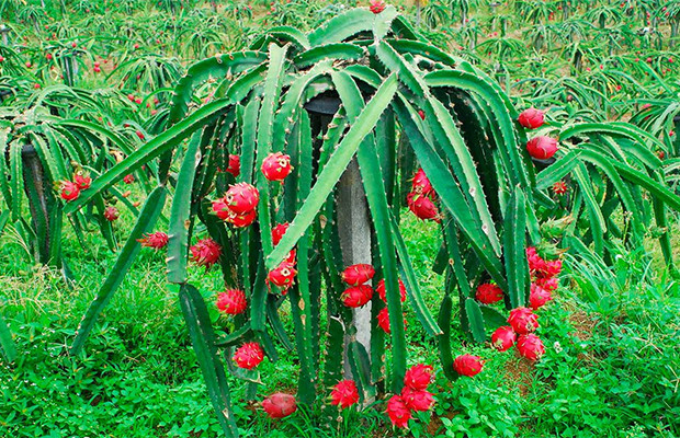 Dunyodagi eng antiqa va g'alati mevalar Dunyodagi eng antiqa va g'alati mevalar