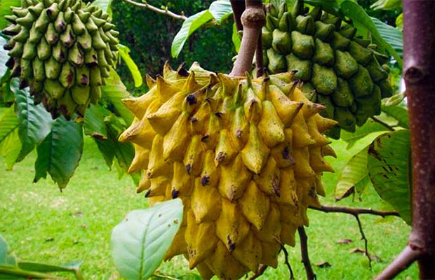 Dunyodagi eng antiqa va g'alati mevalar Dunyodagi eng antiqa va g'alati mevalar