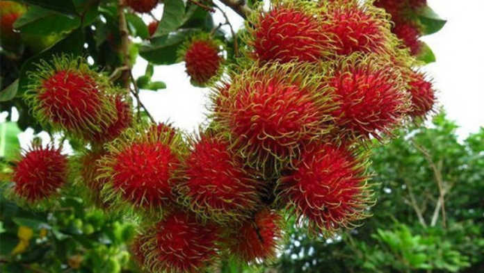 Dunyodagi eng antiqa va g'alati mevalar Dunyodagi eng antiqa va g'alati mevalar