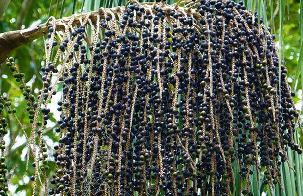 Dunyodagi eng antiqa va g'alati mevalar Dunyodagi eng antiqa va g'alati mevalar