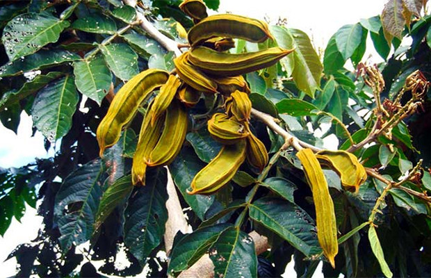 Dunyodagi eng antiqa va g'alati mevalar Dunyodagi eng antiqa va g'alati mevalar