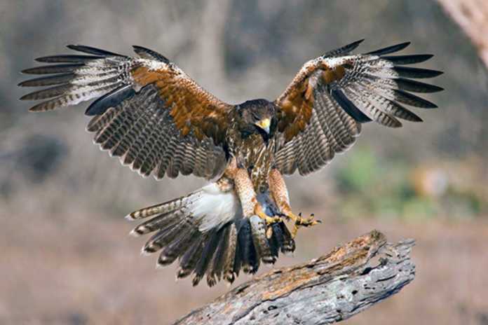 XOH IShONING, XOH IShONMANG… (FOTO)