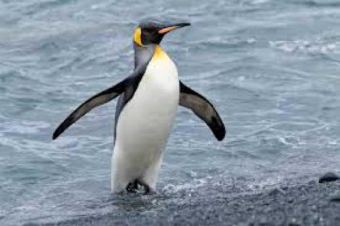 XOH IShONING, XOH IShONMANG… (FOTO)