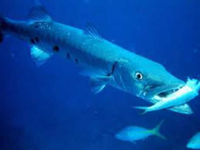 XOH IShONING, XOH IShONMANG… (FOTO)