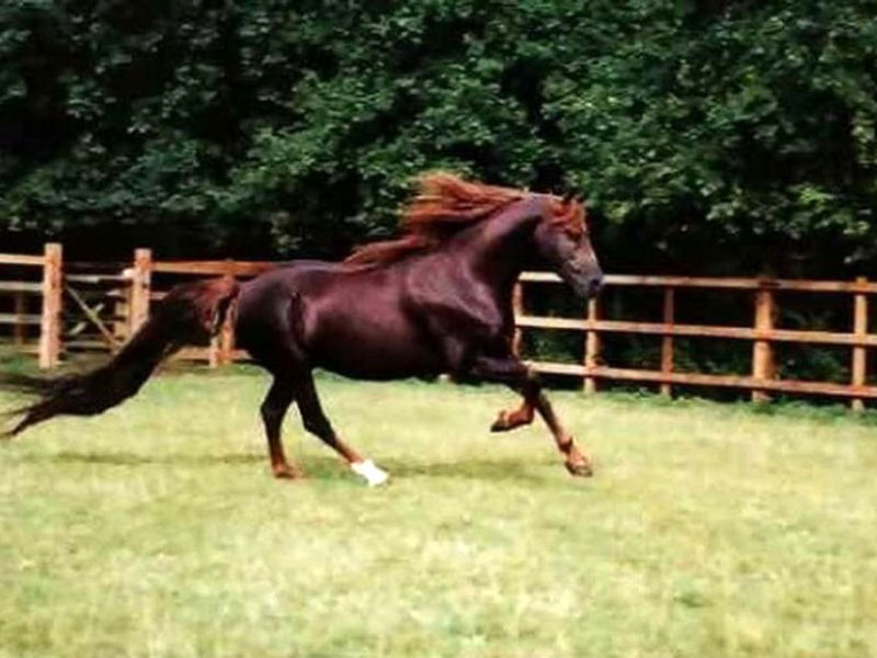 130 mln dollarlik ot borligiga ishonasizmi? Dunyoning eng qimmat 7 tulpori