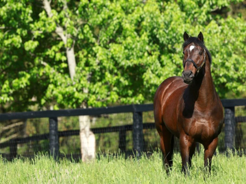 130 mln dollarlik ot borligiga ishonasizmi? Dunyoning eng qimmat 7 tulpori