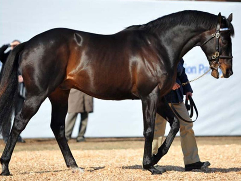 130 mln dollarlik ot borligiga ishonasizmi? Dunyoning eng qimmat 7 tulpori