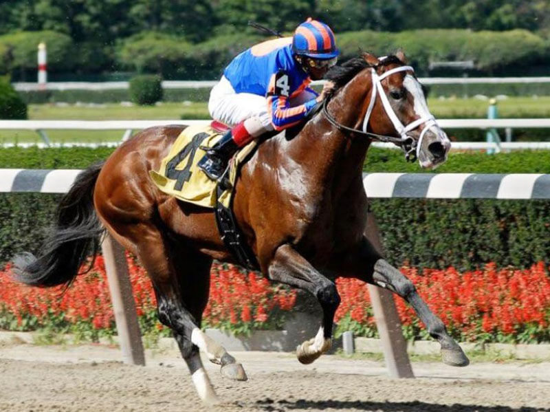 130 mln dollarlik ot borligiga ishonasizmi? Dunyoning eng qimmat 7 tulpori