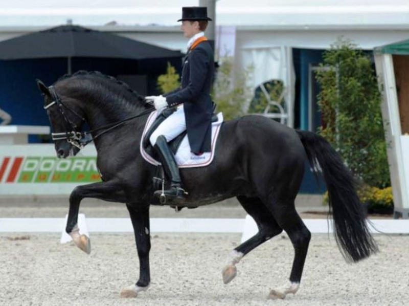 130 mln dollarlik ot borligiga ishonasizmi? Dunyoning eng qimmat 7 tulpori