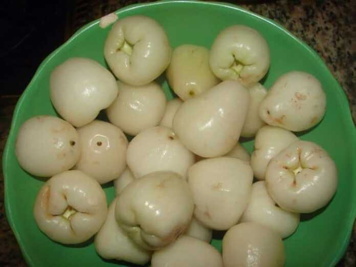 «Bunaqasini avval ko'rmaganman! «Oq atirgul» navli olma» (foto)