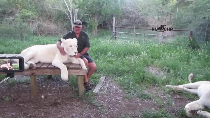 Sherlar uzoq yillar avval hayotini saqlab qolgan egasini tilka-pora qilib tashlashdi