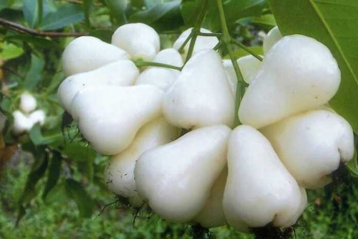 «Bunaqasini avval ko'rmaganman! «Oq atirgul» navli olma» (foto)