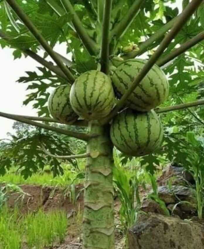 Daraxtda pishayotgan tarvuzlar! Uning ostida uxlab qolsangiz bormi… (foto)