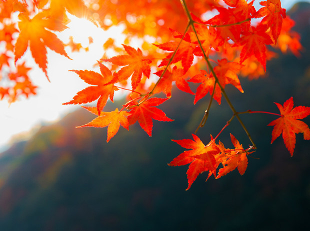 Kuz fasli haqidagi qiziqarli faktlar Kuz fasli haqidagi qiziqarli faktlar