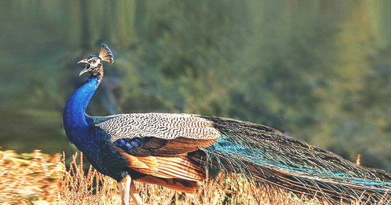 Shri-Lanka: diqqatga sazovor joylar va ular haqidagi qiziqarli ma’lumotlar Shri-Lanka: diqqatga sazovor joylar va ular haqidagi qiziqarli ma’lumotlar