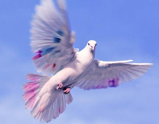 Patlar haqida qiziqarli 8 ta ma'lumot