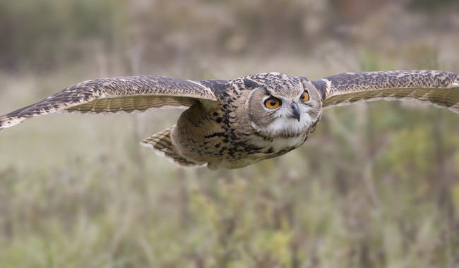 Patlar haqida qiziqarli 8 ta ma'lumot